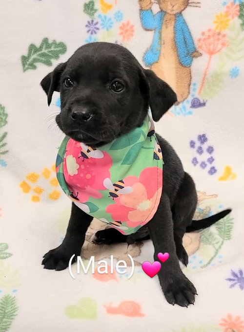 Roscoe (NY-Lia) *Yorkville-NY*, an adoptable Labrador Retriever in SHERBURNE, NY