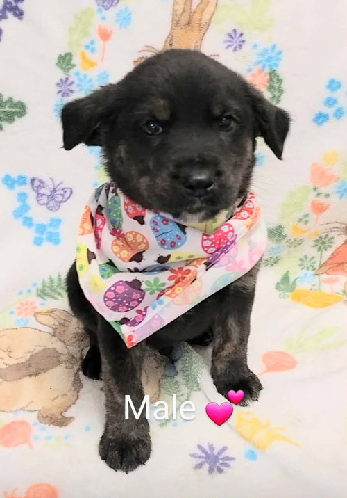 Rusty (NY-Lia) *Yorkville-NY*, an adoptable Labrador Retriever in SHERBURNE, NY