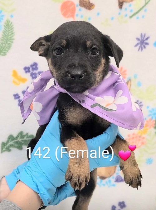 Raine (NY-Lia) *Yorkville-NY*, an adoptable Labrador Retriever in SHERBURNE, NY