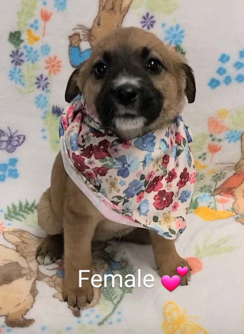 Reba (NY-Lia) *Yorkville-NY*, an adoptable Labrador Retriever in SHERBURNE, NY