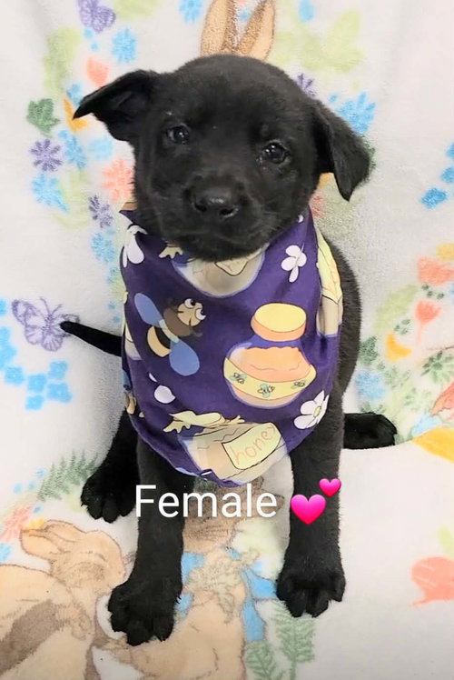 Rosie (NY-Lia) *Yorkville-NY*, an adoptable Labrador Retriever in SHERBURNE, NY