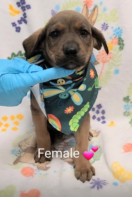 Rita (NY-Lia) *Yorkville-NY*, an adoptable Labrador Retriever in SHERBURNE, NY