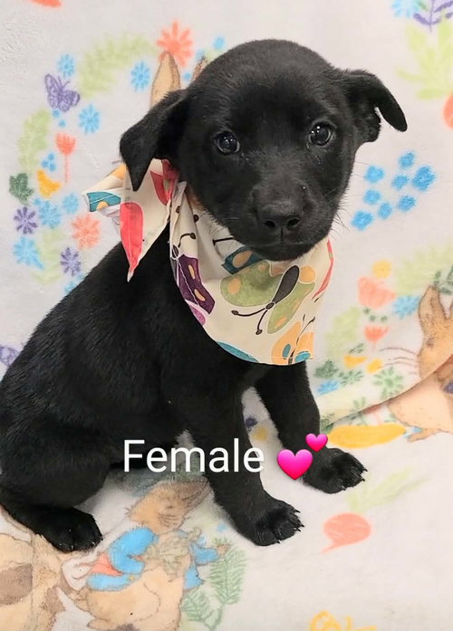 Riley (NY-Lia) *Yorkville-NY*, an adoptable Labrador Retriever in SHERBURNE, NY