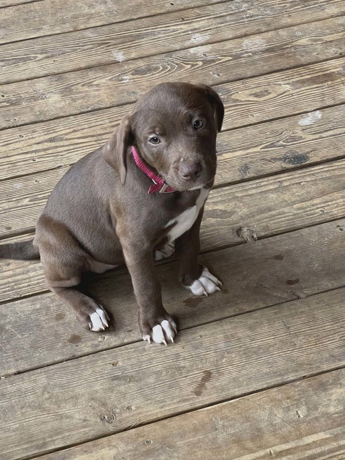 Betty (NY-Lia) *Yorkville-NY*, an adoptable Chocolate Labrador Retriever in SHERBURNE, NY