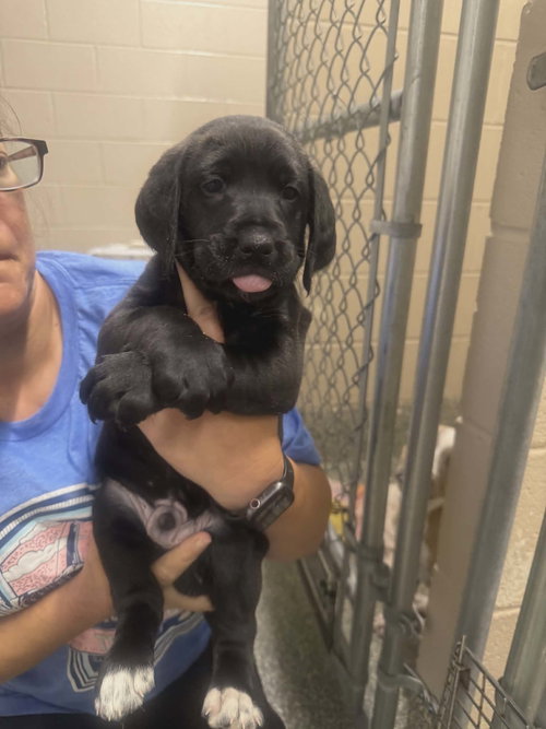 Trapper (NY-Lia) *Smyrna-NY*, an adoptable Poodle in SHERBURNE, NY