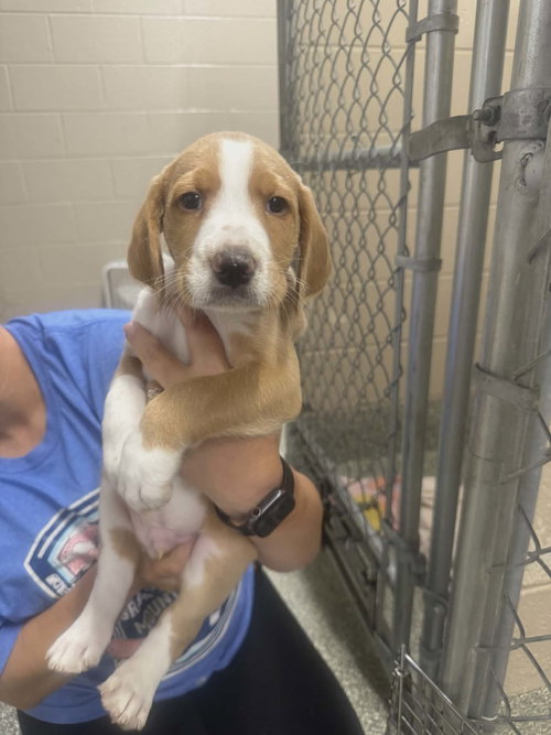 Tundra (NY-Lia) *Smyrna-NY*, an adoptable Labrador Retriever in SHERBURNE, NY