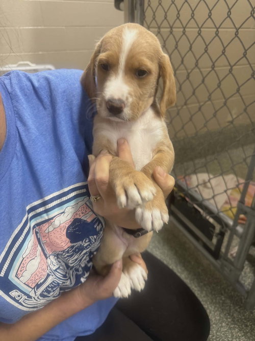 Tank (NY-Lia) *Smyrna-NY*, an adoptable Labrador Retriever in SHERBURNE, NY