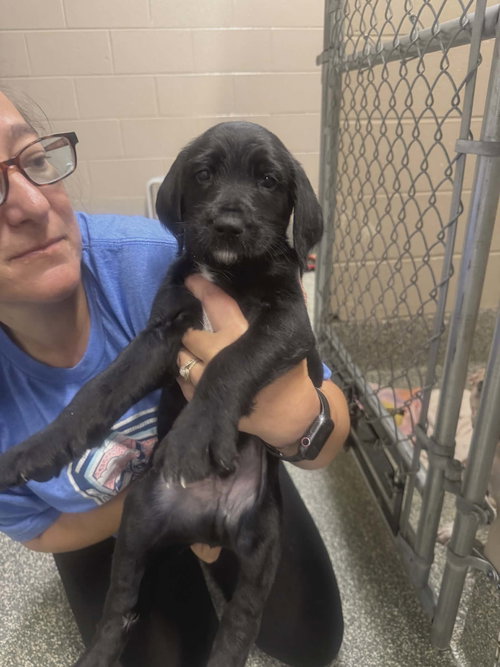 Turbo (NY-Lia) *Smyrna-NY*, an adoptable Labrador Retriever in SHERBURNE, NY