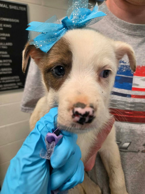 Axel (NY-Lia), an adoptable Jack Russell Terrier in SHERBURNE, NY