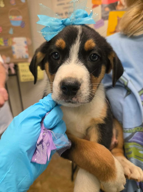 Helix (NY-Lia), an adoptable Bernese Mountain Dog in SHERBURNE, NY