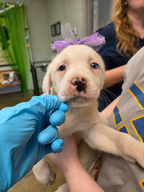 Nova (NY-Lia), an adoptable Labrador Retriever in SHERBURNE, NY