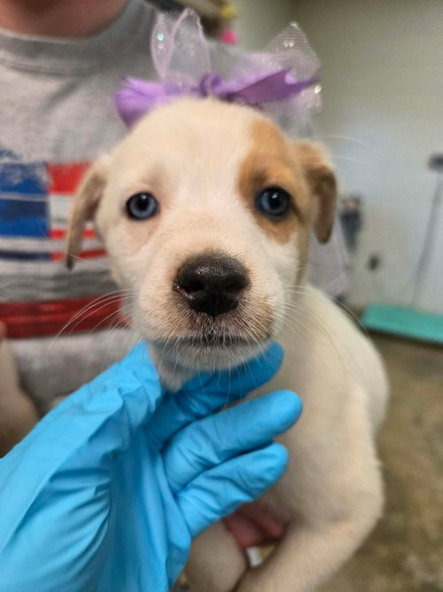 Nilla (NY-Lia), an adoptable Australian Shepherd in SHERBURNE, NY