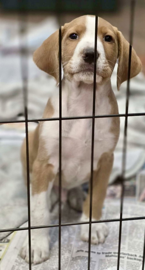 picture of the dog needing adoption