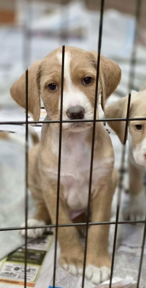picture of the dog needing adoption