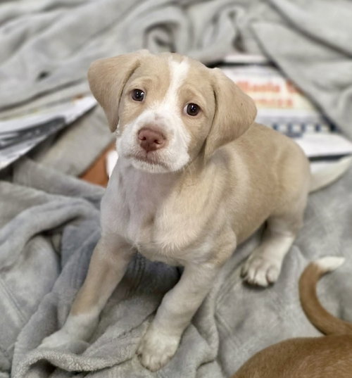 picture of the dog needing adoption