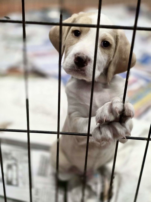 picture of the dog needing adoption
