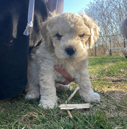 picture of the dog needing adoption