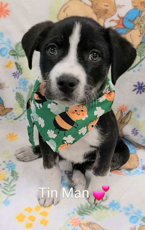 picture of the dog needing adoption
