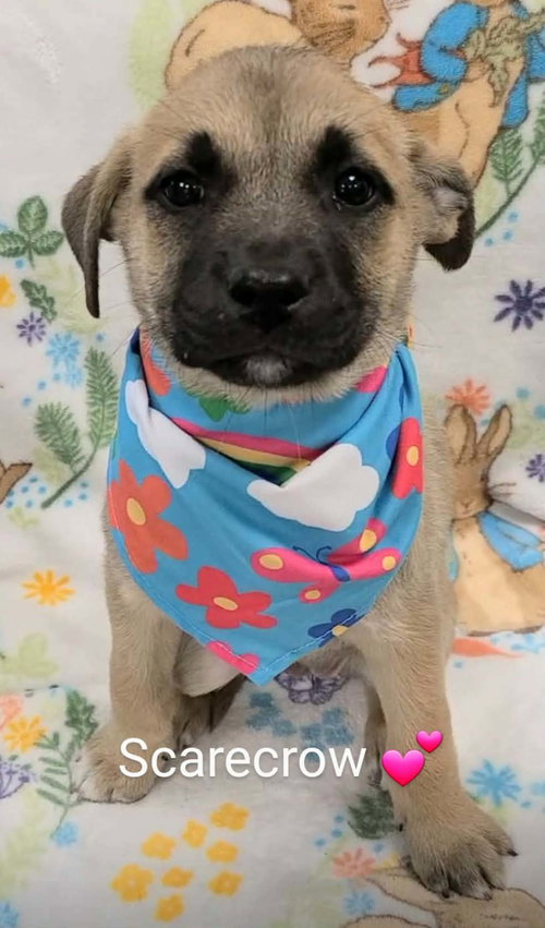 picture of the dog needing adoption