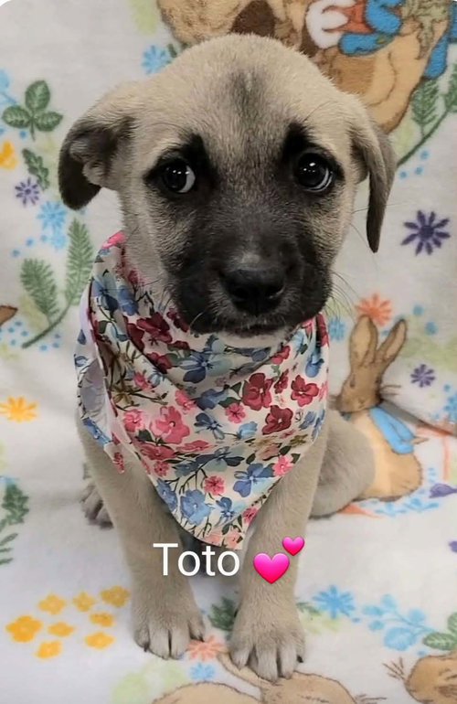 picture of the dog needing adoption
