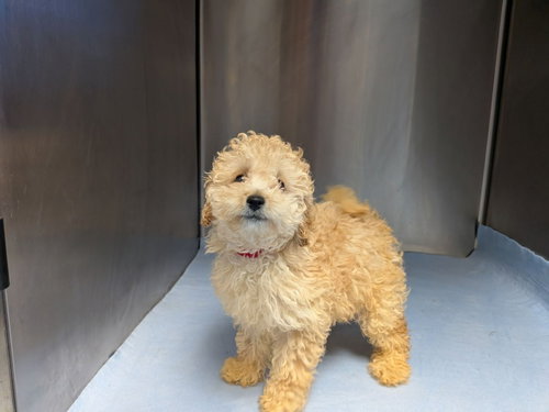 picture of the dog needing adoption