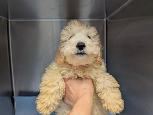 picture of the dog needing adoption