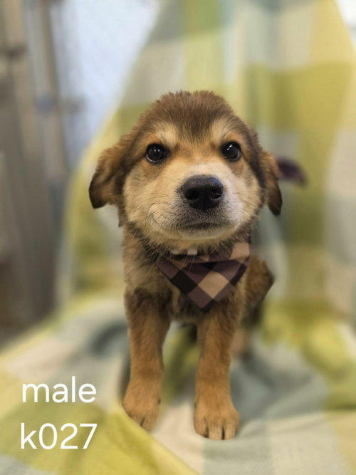 picture of the dog needing adoption