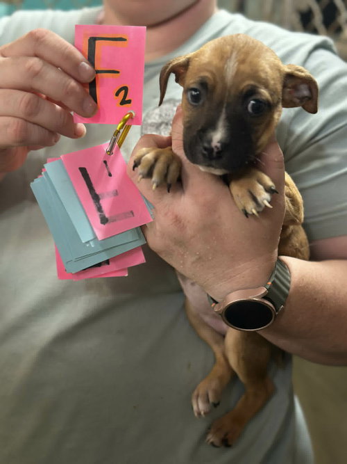 Kit (NY-Shari), an adoptable Boxer in SHERBURNE, NY