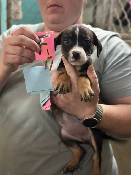 Keely (NY-Shari), an adoptable Boxer in SHERBURNE, NY