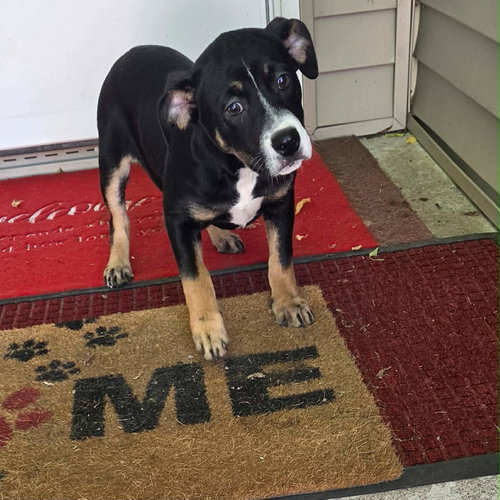 Keely (NY-Shari)