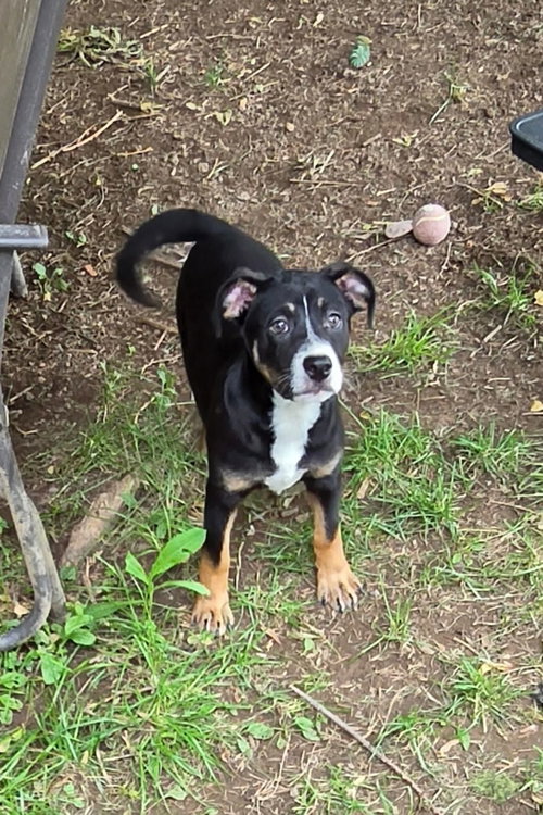 Keely (NY-Shari), an adoptable Boxer in SHERBURNE, NY
