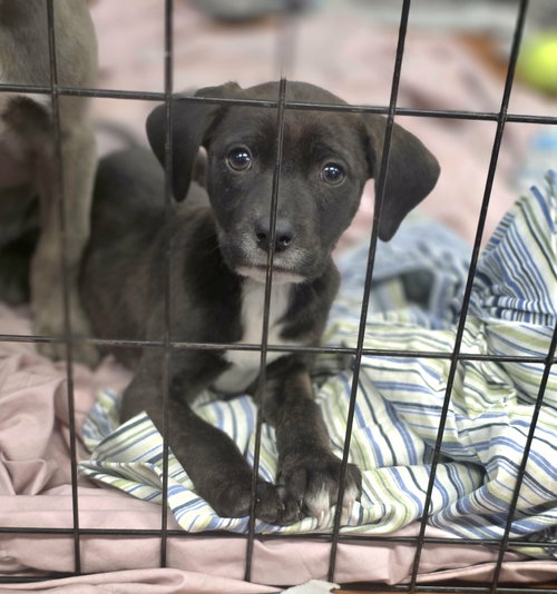 Nutmeg (NY-Sarah), an adoptable Labrador Retriever in SHERBURNE, NY