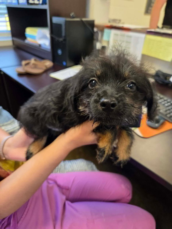 Odin (NY-Sarah)