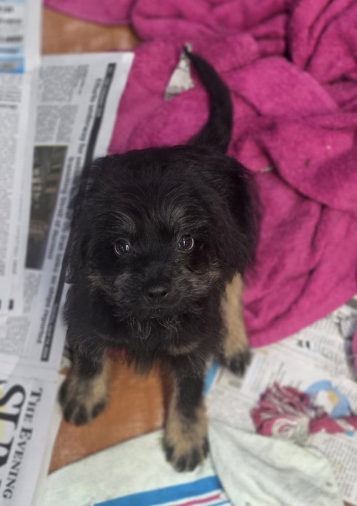 Odin (NY-Sarah), an adoptable Dachshund in SHERBURNE, NY