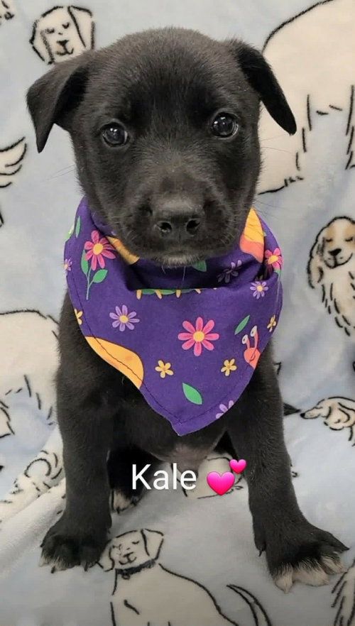 Kale (NY-Sarah), an adoptable Labrador Retriever in SHERBURNE, NY