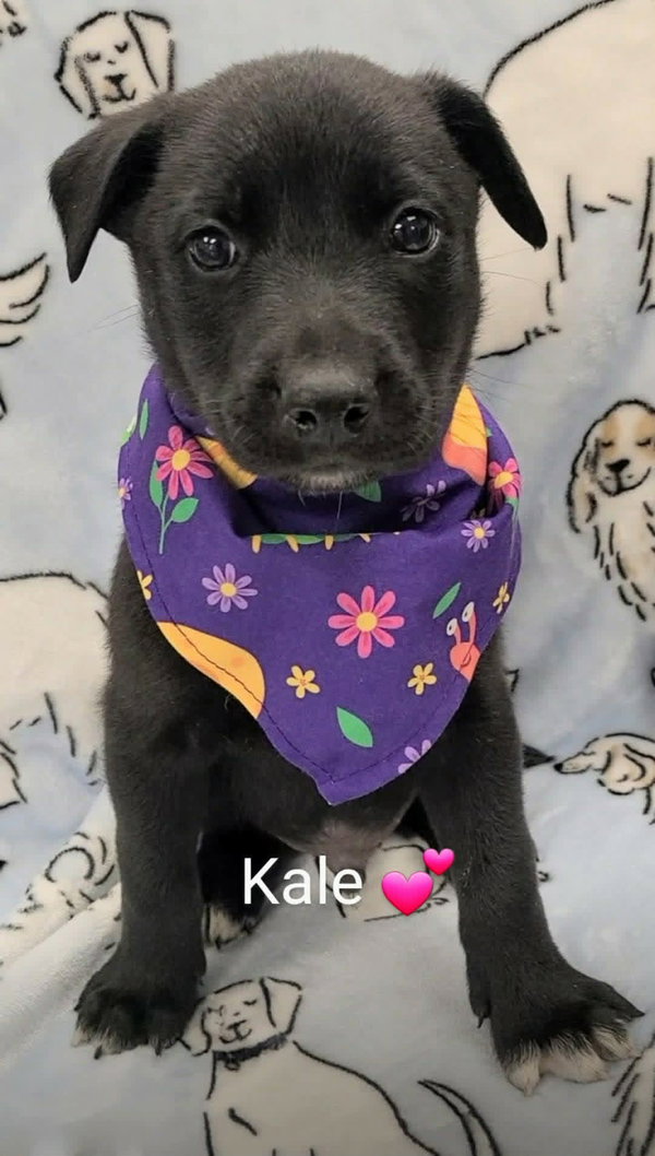 Kale (NY-Sarah)