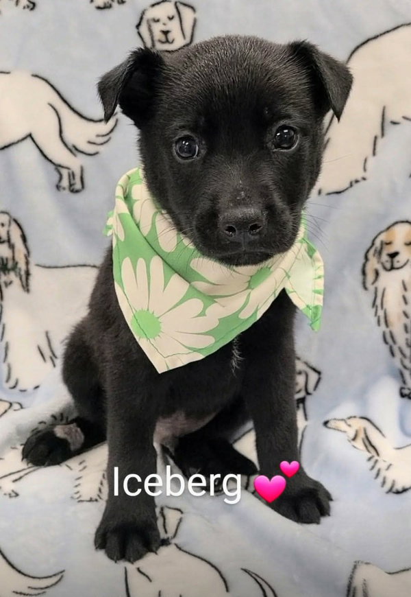 Iceberg (NY-Sarah)