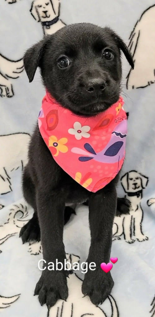 Cabbage (NY-Sarah), an adoptable Labrador Retriever in SHERBURNE, NY