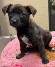 Ella (NY-Shari), an adoptable Labrador Retriever in SHERBURNE, NY