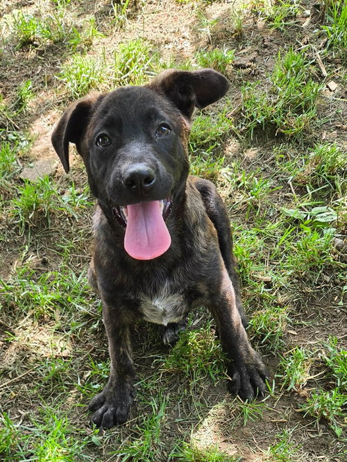 Ella (NY-Shari), an adoptable Labrador Retriever in SHERBURNE, NY