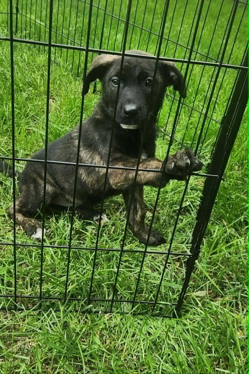 Eden (NY-Shari), an adoptable German Shepherd Dog in SHERBURNE, NY