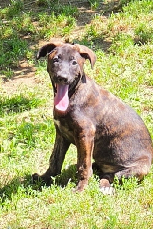 Eden (NY-Shari), an adoptable German Shepherd Dog in SHERBURNE, NY