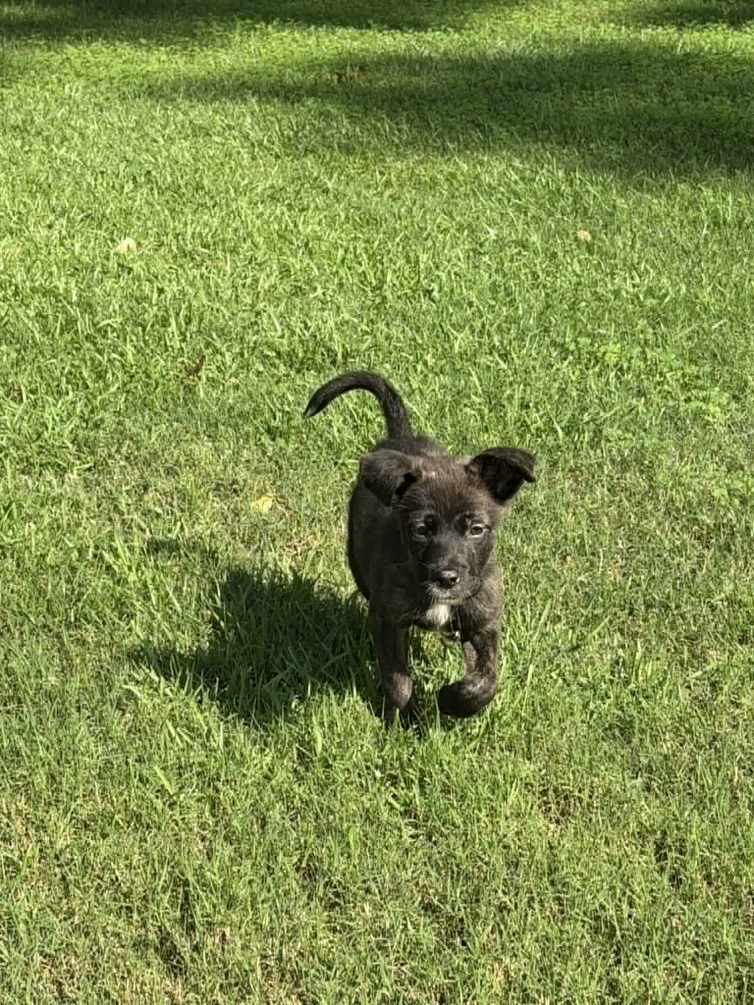 Willow (NY-Shari)