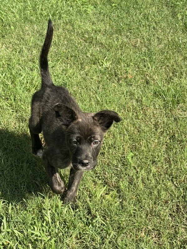 Willow (NY-Shari)