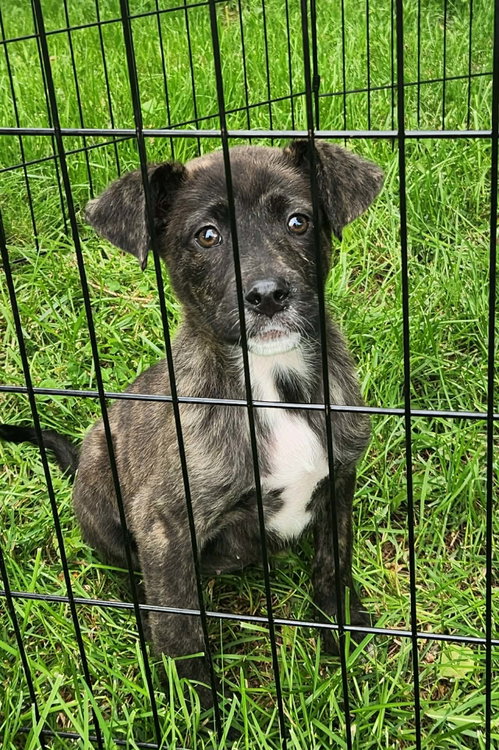 Willow (NY-Shari), an adoptable German Shepherd Dog in SHERBURNE, NY