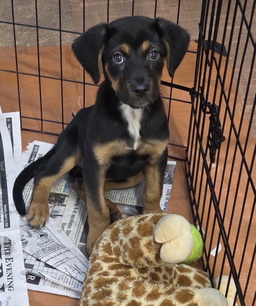 Wren (NY-Sarah), an adoptable German Shepherd Dog in SHERBURNE, NY