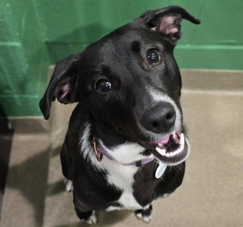 Maggie *Courtesy Post* (Canastota-NY), an adoptable Border Collie in SHERBURNE, NY