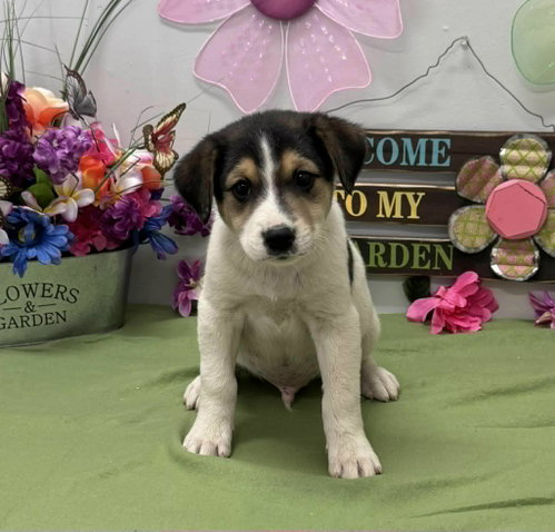 Nico (NY-Sarah), an adoptable Border Collie in SHERBURNE, NY