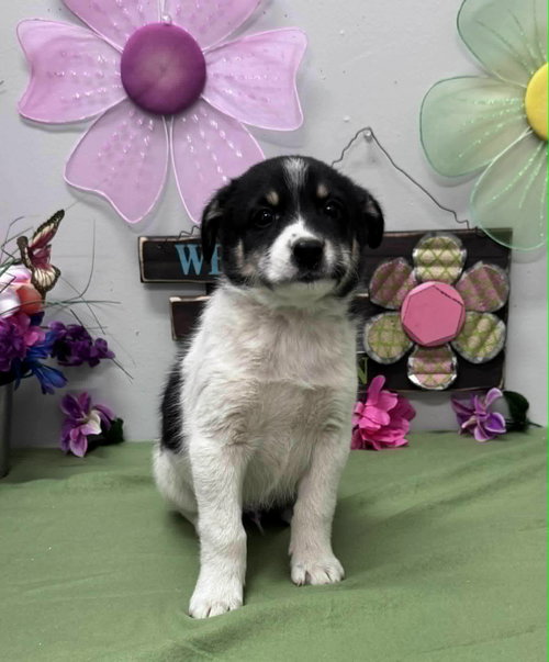 Norm (NY-Sarah), an adoptable Border Collie in SHERBURNE, NY
