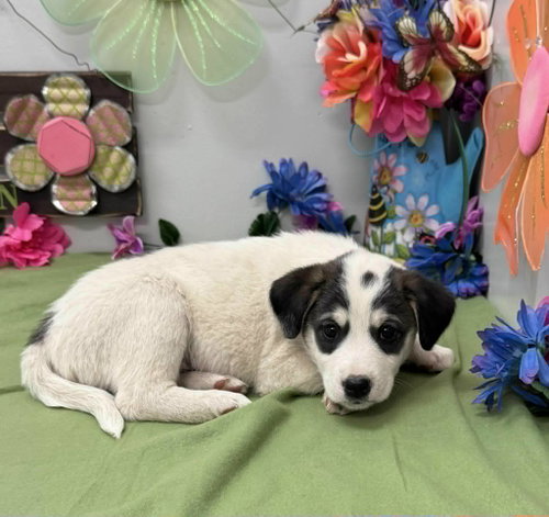 Noah (NY-Sarah), an adoptable Border Collie in SHERBURNE, NY